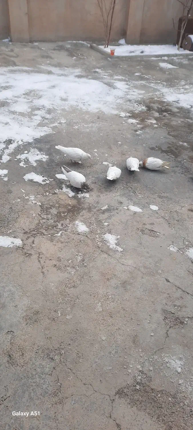 کبوتر|پرنده|سنقر, |دیوار