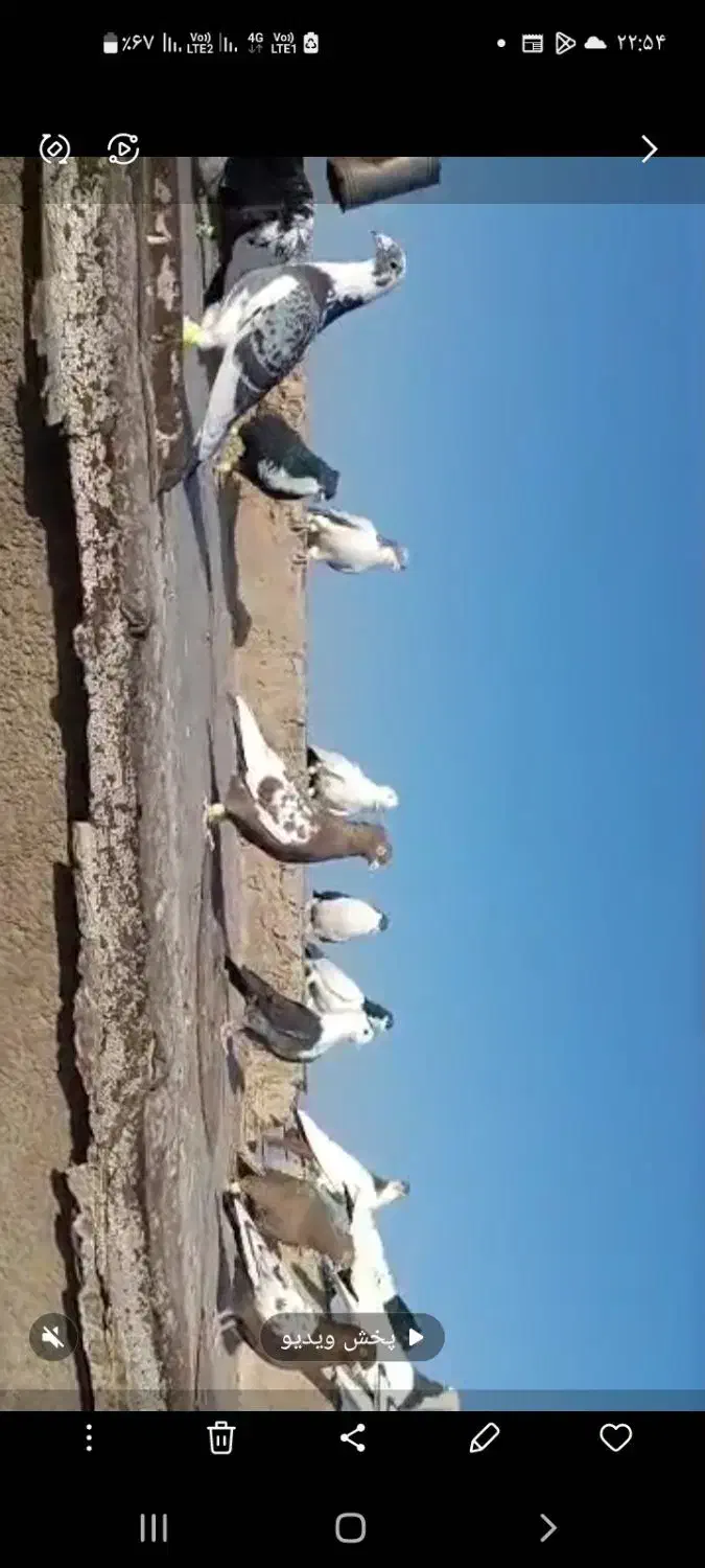 کبوتر|پرنده|قوچان, |دیوار