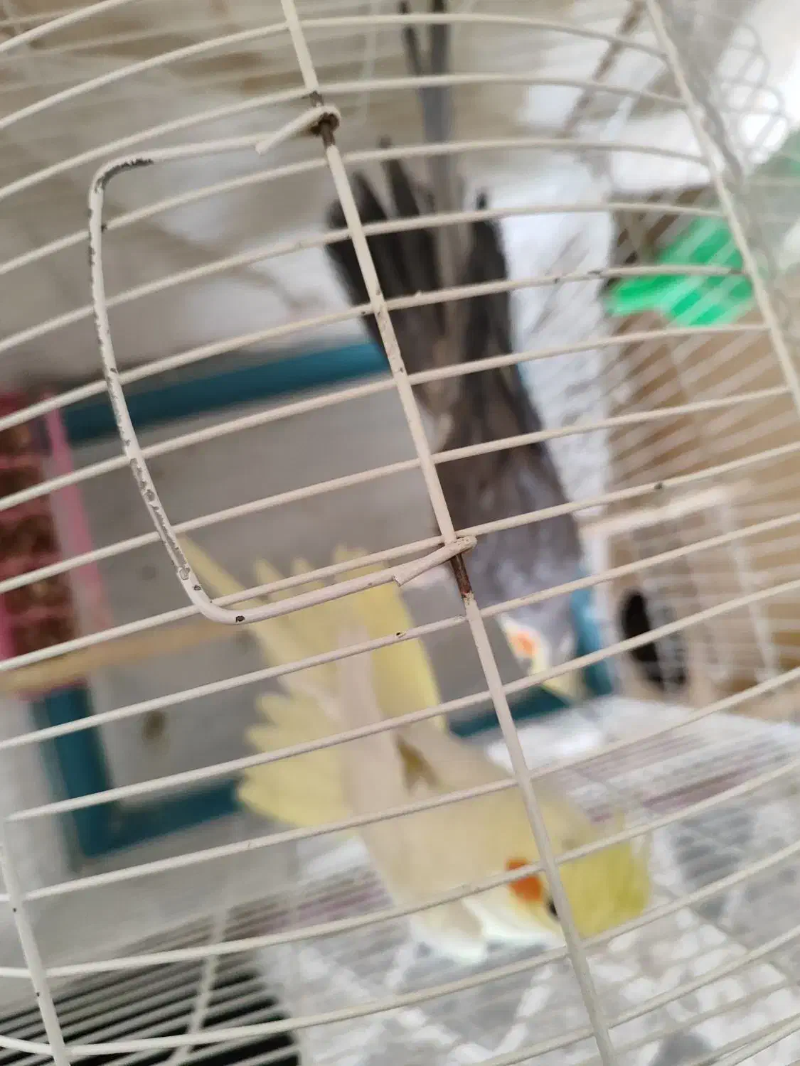 عروس هلندی مولد|پرنده|خمینی‌شهر, |دیوار