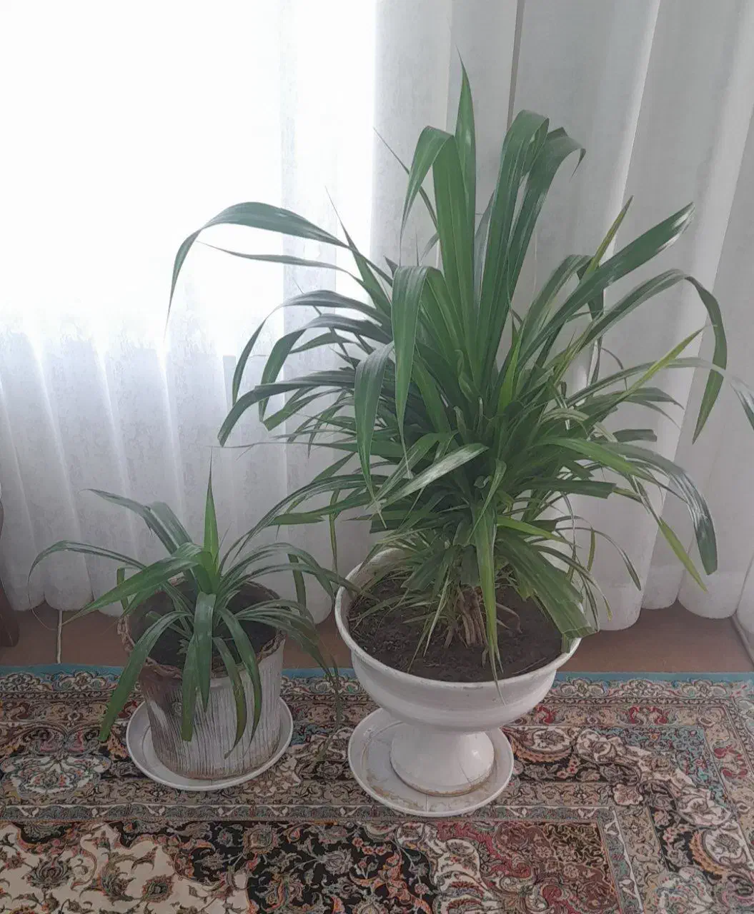 گل پاندانوس ابلق|گل و گیاه طبیعی|تربت جام, تیپ ۳۸ زرهی تربت جام|دیوار