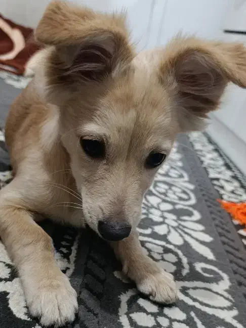 سگ اشپیتز ماده|سگ|تهران, شهرک رضویه|دیوار