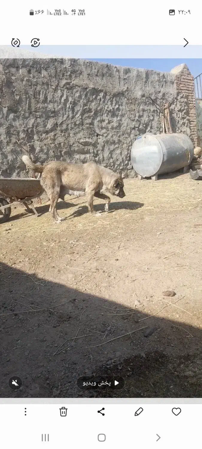 ماده سراب|سگ|یامچی, |دیوار