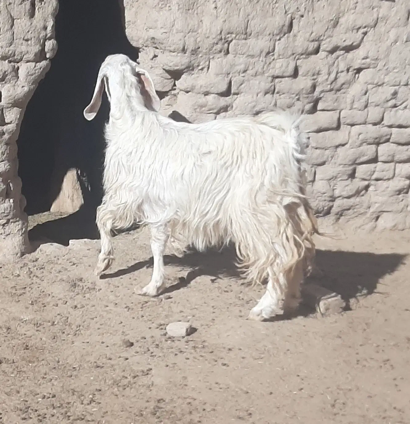 گوسفند|حیوانات مزرعه|سیب و سوران, |دیوار