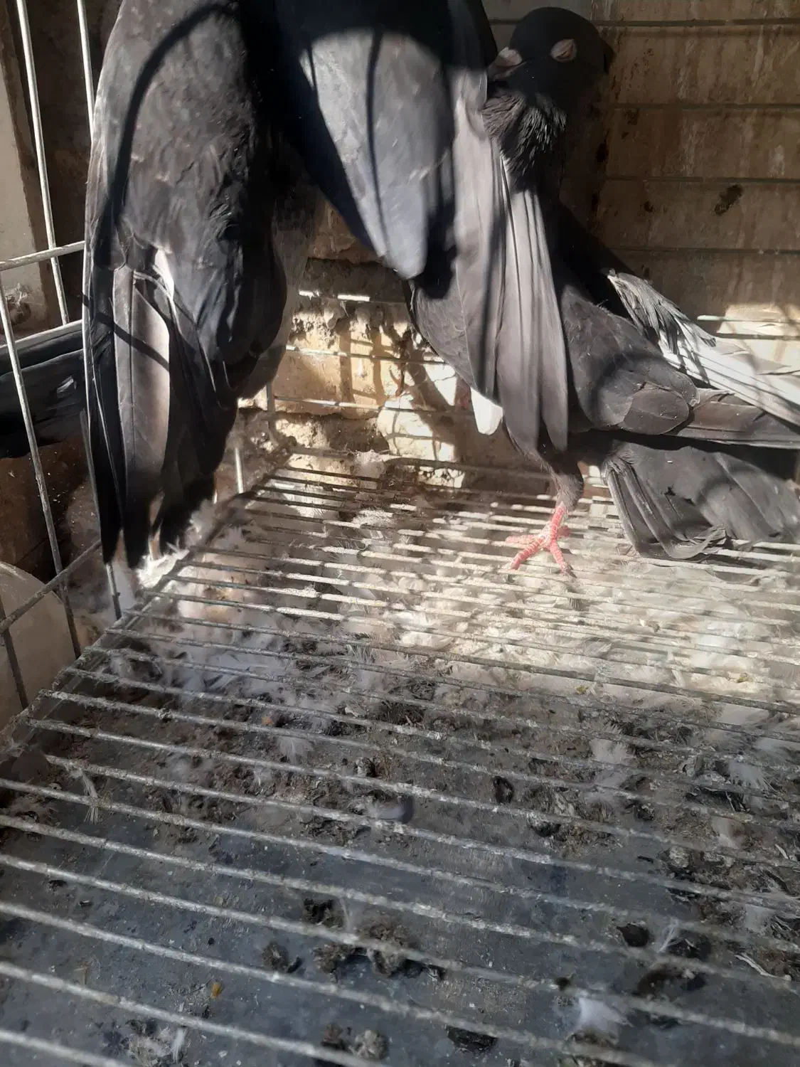 دوتا ماده سوسک کاکلی|پرنده|اردکان, |دیوار