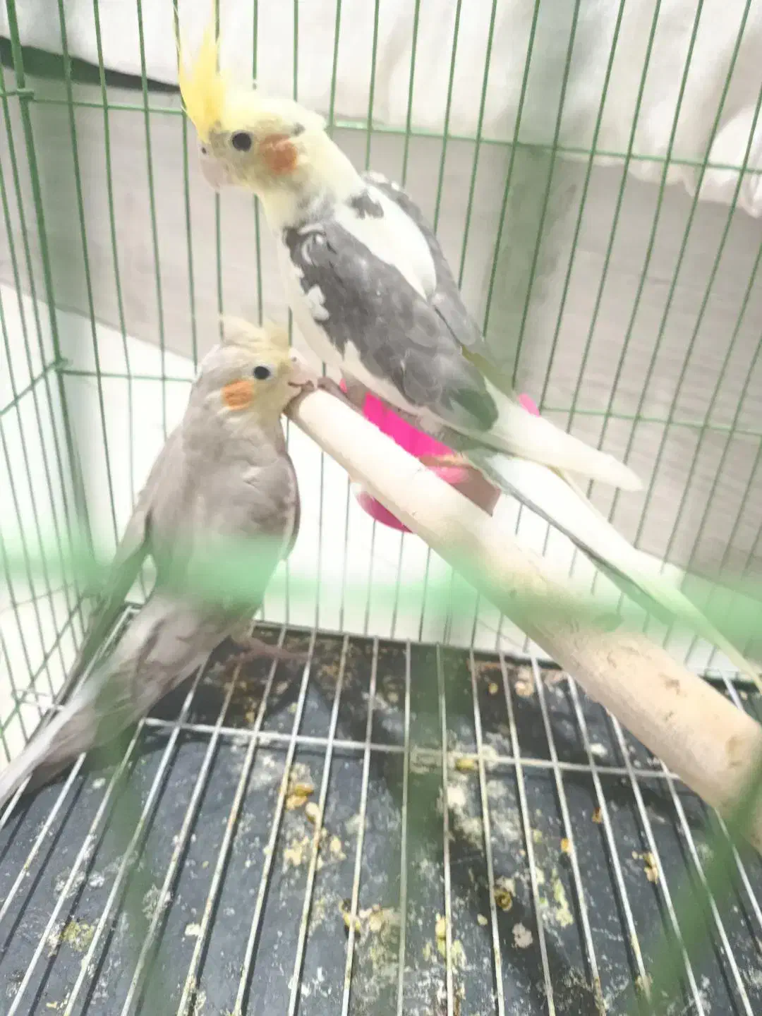 طوطی عروس هلندی|پرنده|قزوین, |دیوار