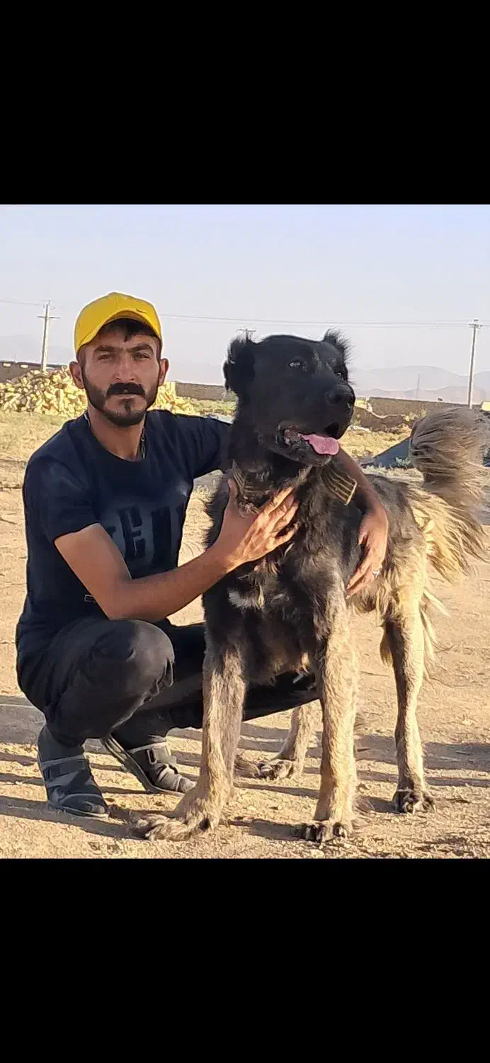 واگذاری سگ سراب|سگ|ورامین, ورامین|دیوار