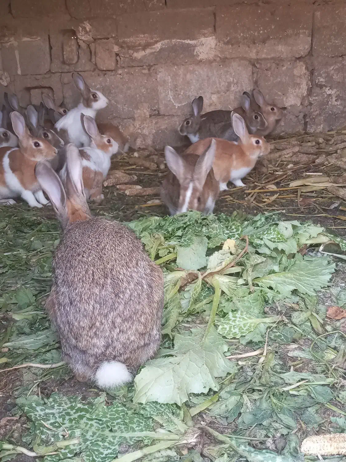 خرگوش|موش و خرگوش|دشت ذهاب, |دیوار