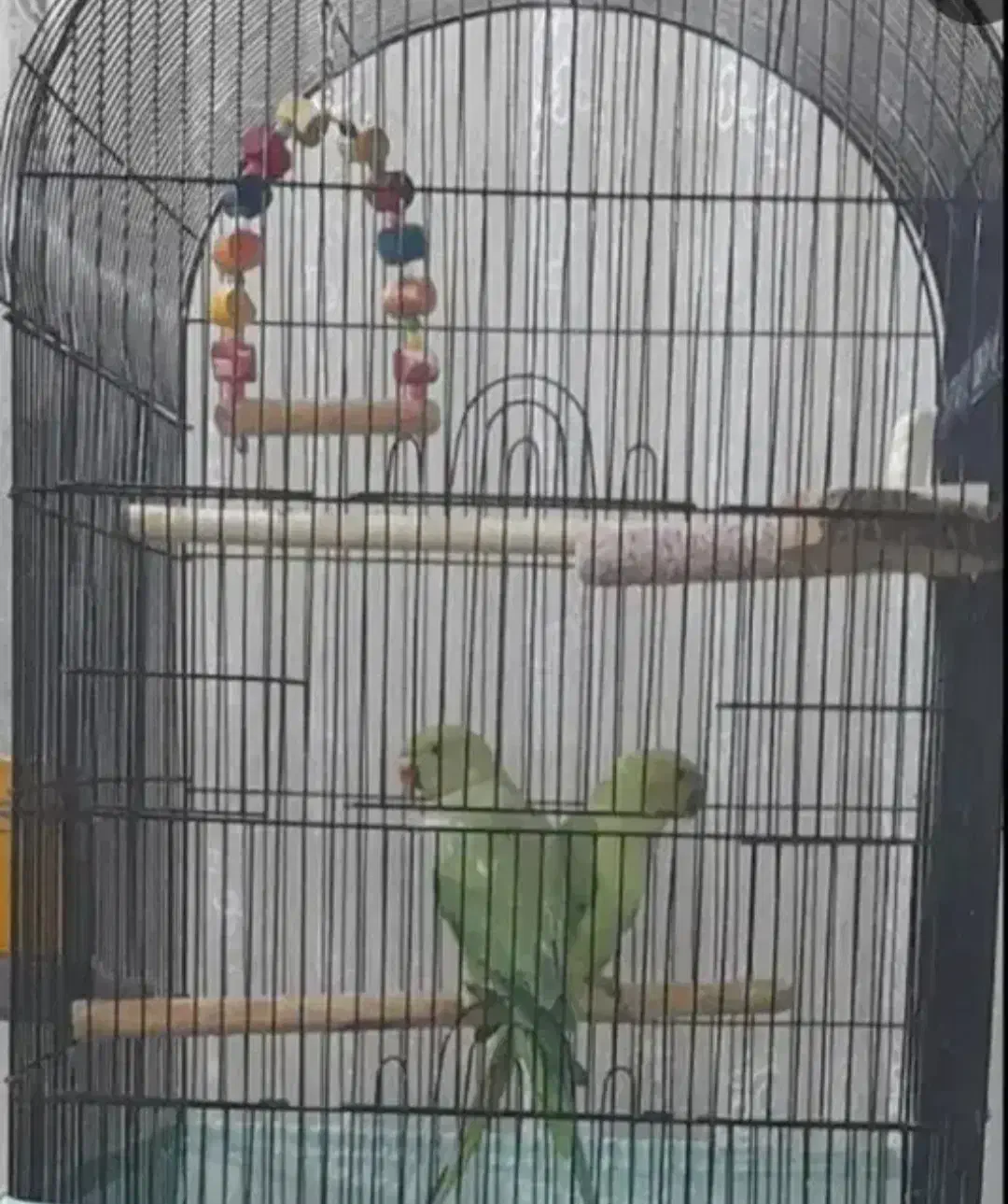 پرنده زینتی و فروش پرنده الان دارم فنچ قناری عروس|پرنده|لالی, |دیوار