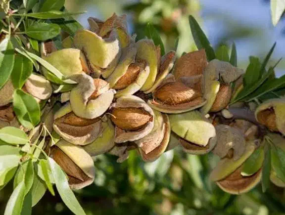 فروش بادام پربازده ـ تعداد محدود|خدمات باغبانی و درختکاری|بافت, |دیوار