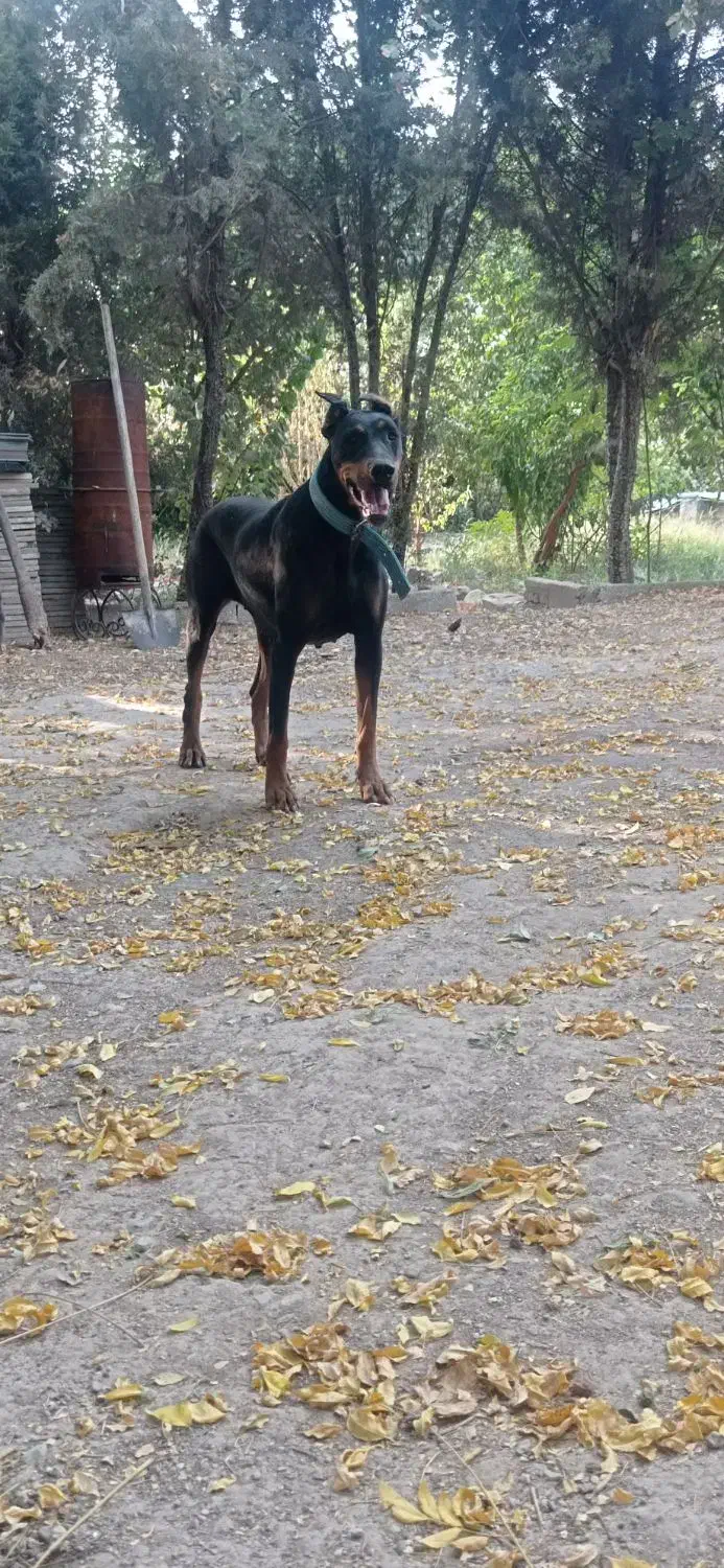 سگ دوبرمن ماده اصیل|سگ|خاوران, |دیوار