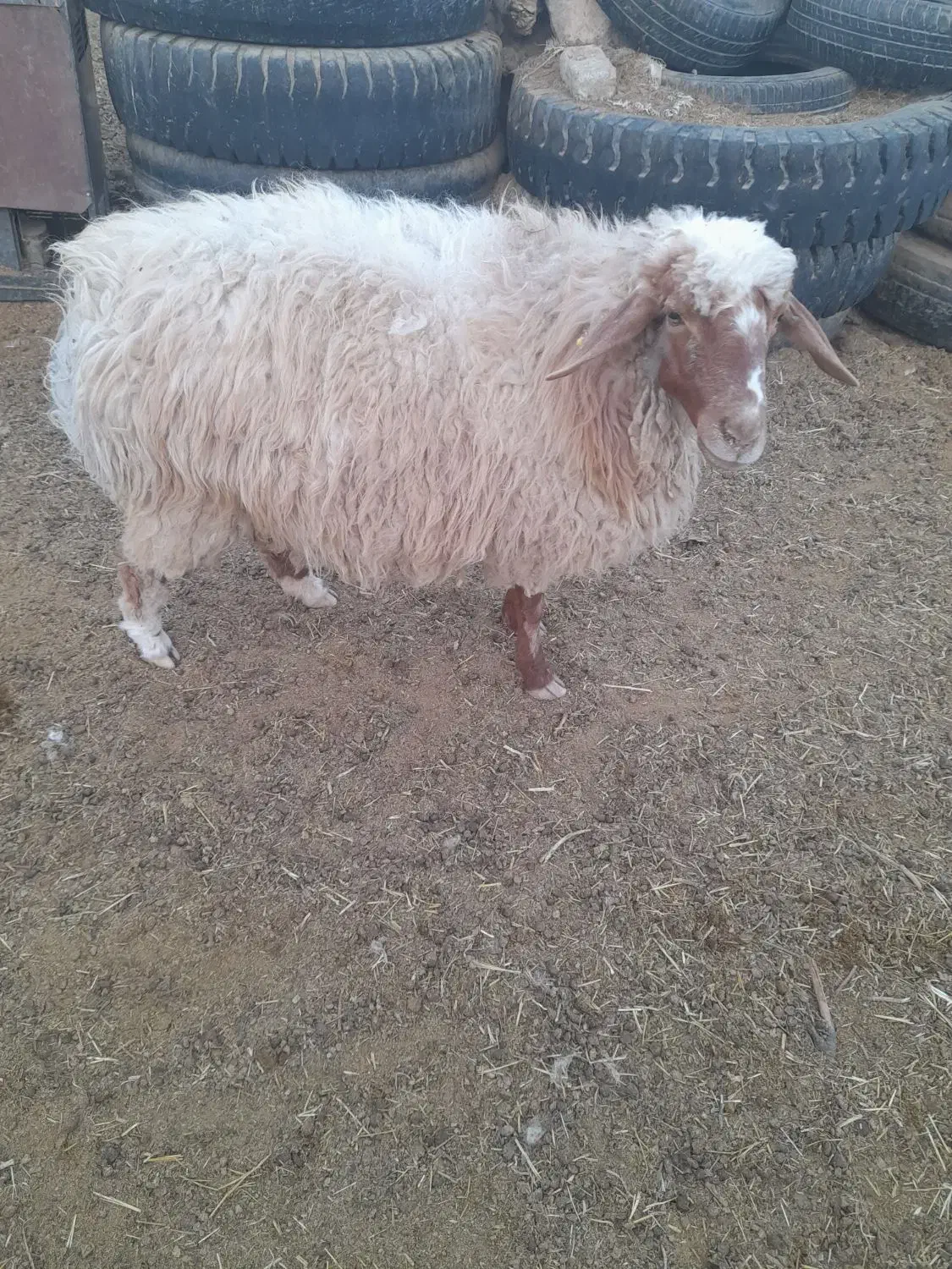 میش زائده|حیوانات مزرعه|فردوس (خراسان), |دیوار