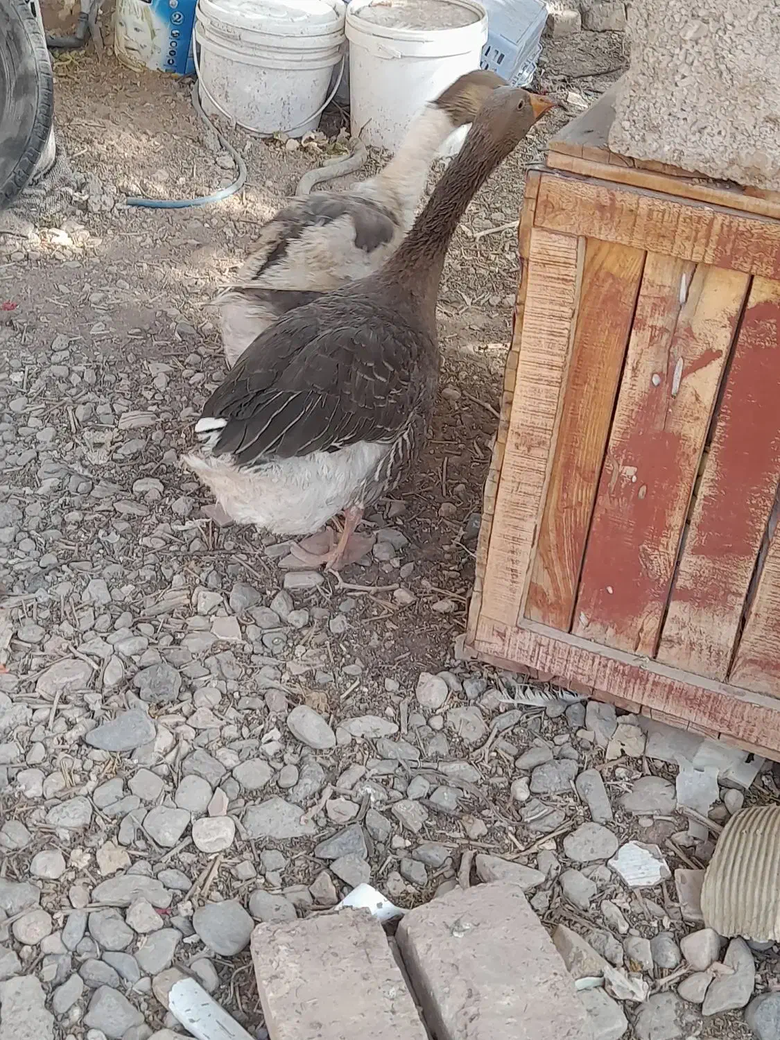 معاوضه غاز وکبوتر با...|حیوانات مزرعه|کرمان, |دیوار