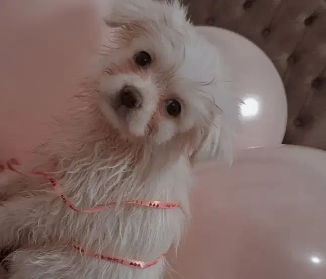 سگ پا کوتاه ناز|سگ|قدس, شهرقدس|دیوار