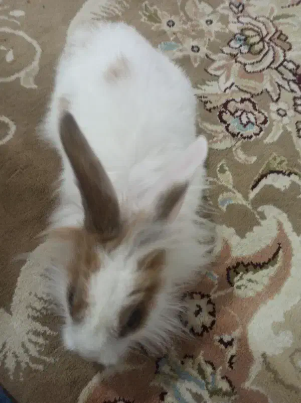 خرگوش|موش و خرگوش|بجنورد, |دیوار