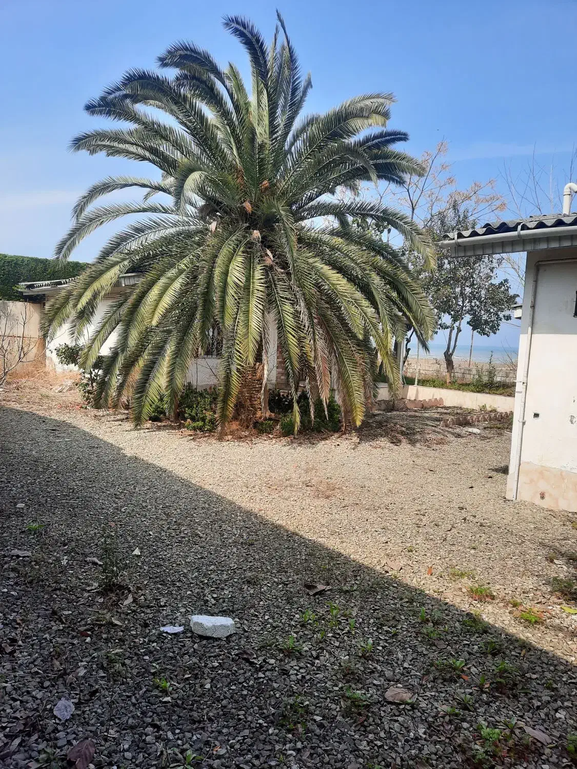 نخل|گل و گیاه طبیعی|کلارآباد, |دیوار