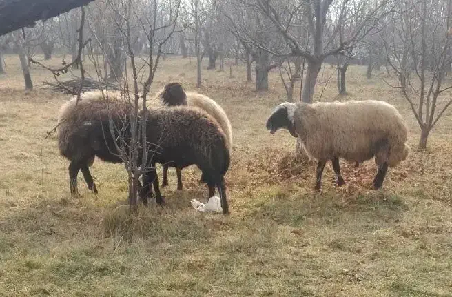 گوسفند نر گوشتی گیلو305 هزار|حیوانات مزرعه|ارومیه, |دیوار