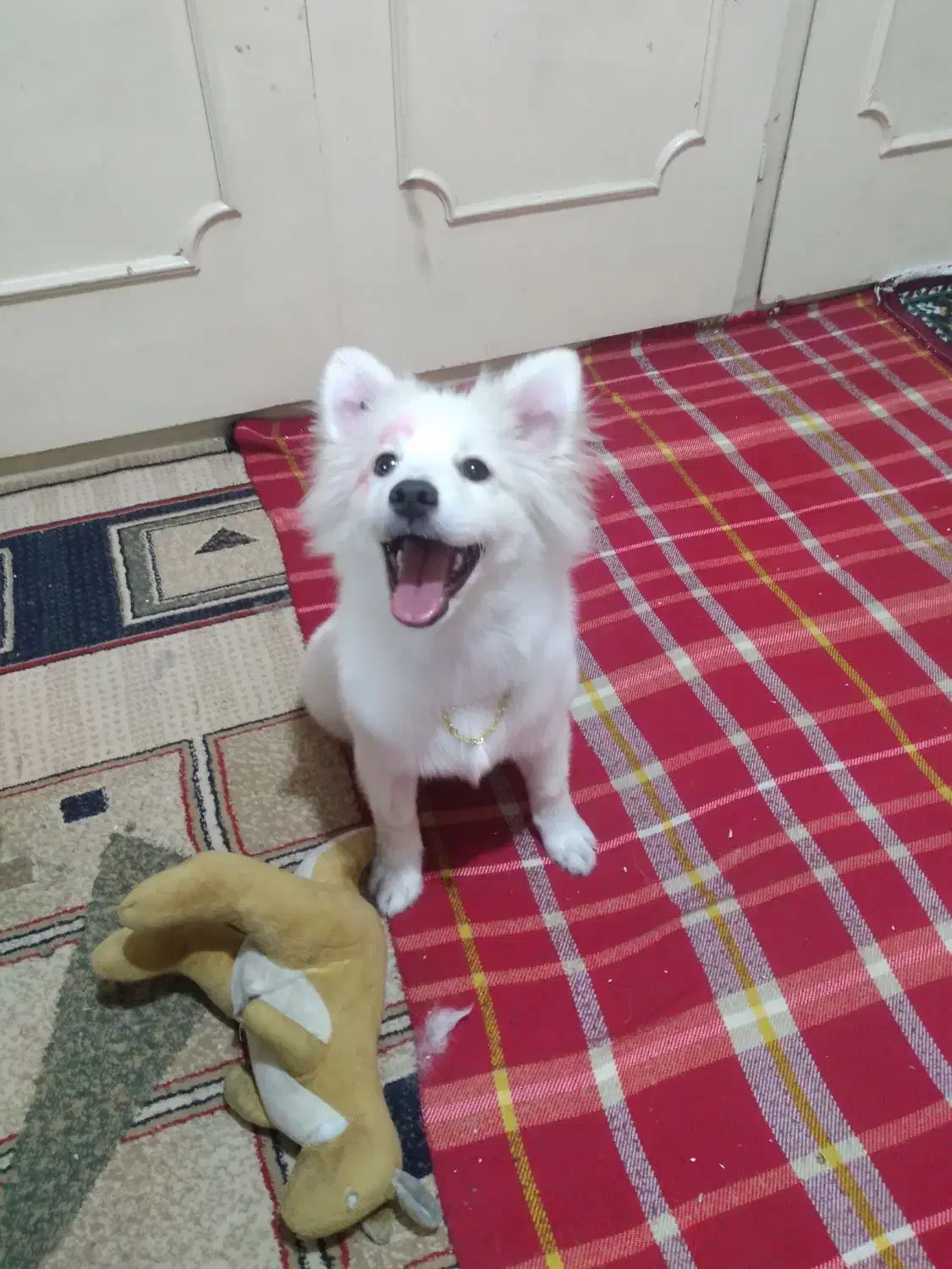 بازیگوش.ولی با ادب|سگ|ری, ولی آباد|دیوار