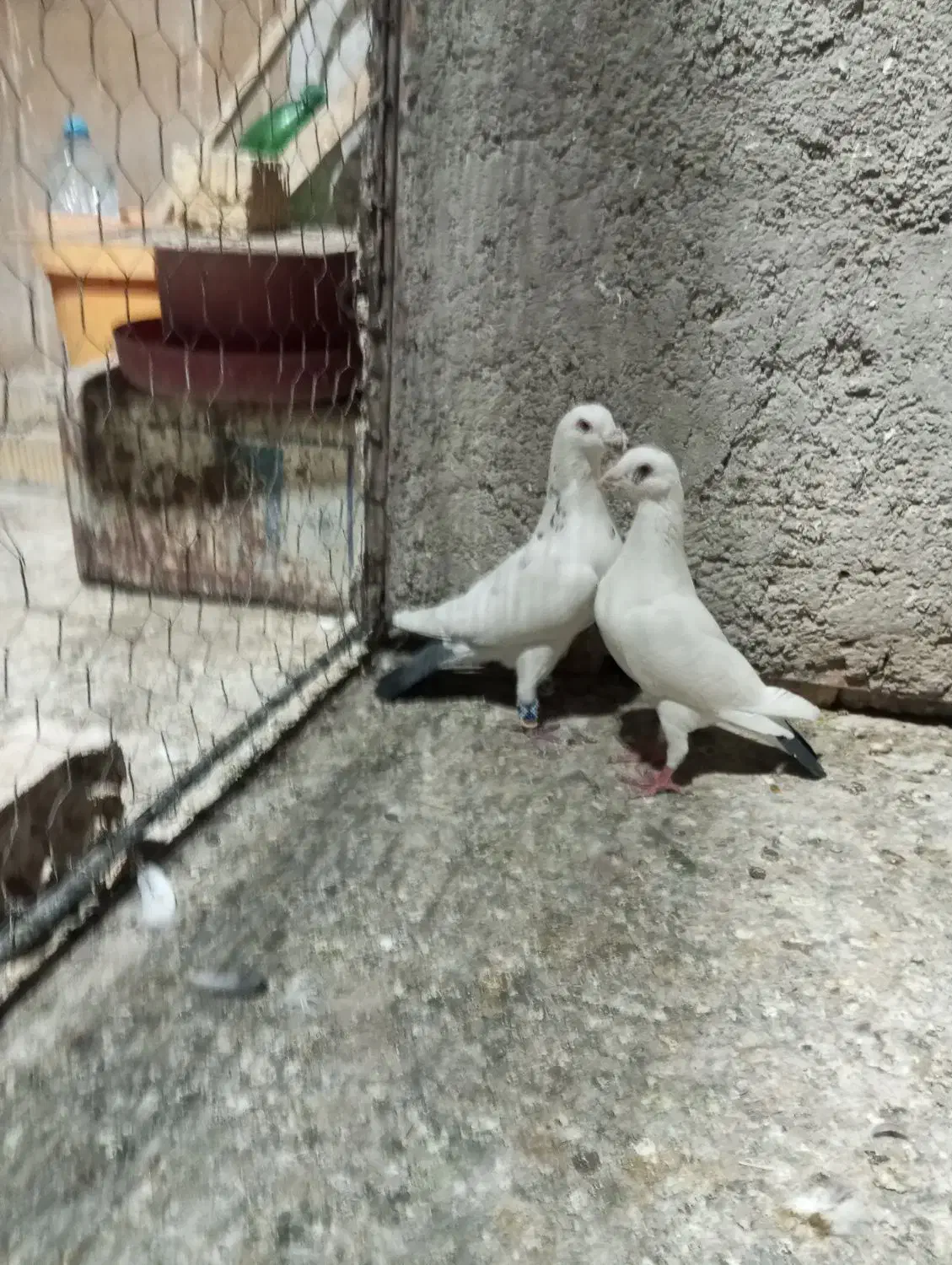 پلاکی جفتی|پرنده|مرودشت, زنگی آباد|دیوار