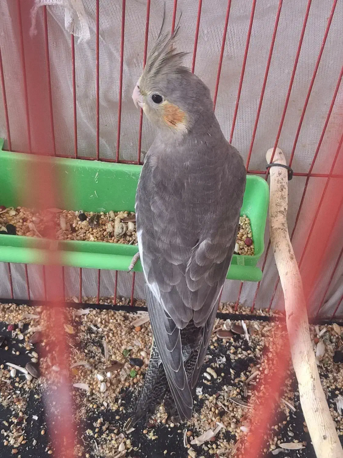 پرنده|پرنده|رامشیر, |دیوار