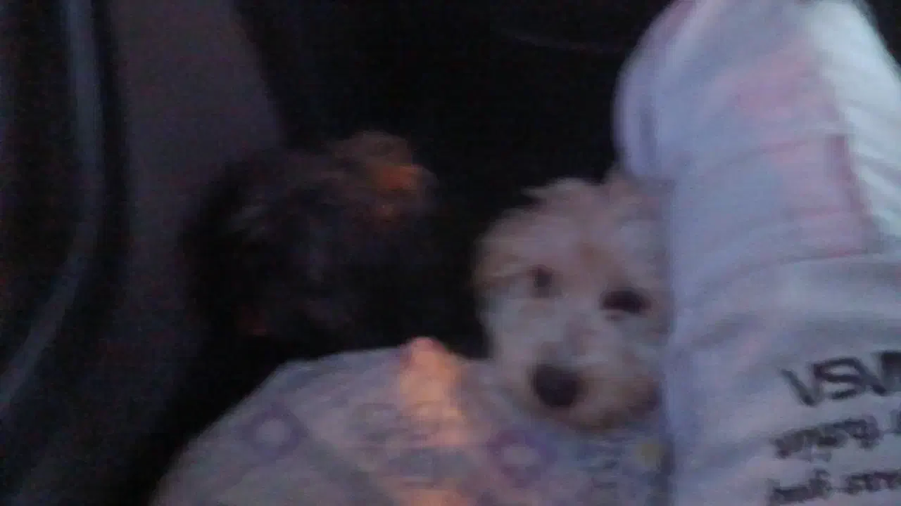 دو عدد سگ نر ماده خوشگل پشمالو|سگ|قزوین, |دیوار