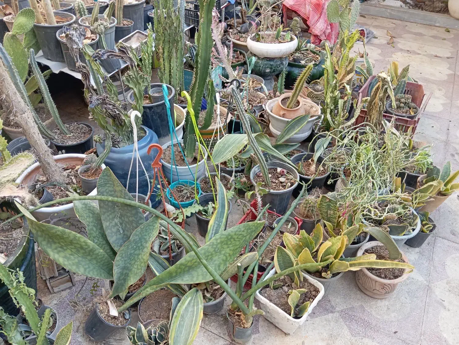 کاکتوس فیکوس سرعوس|گل و گیاه طبیعی|شیراز, درکی|دیوار