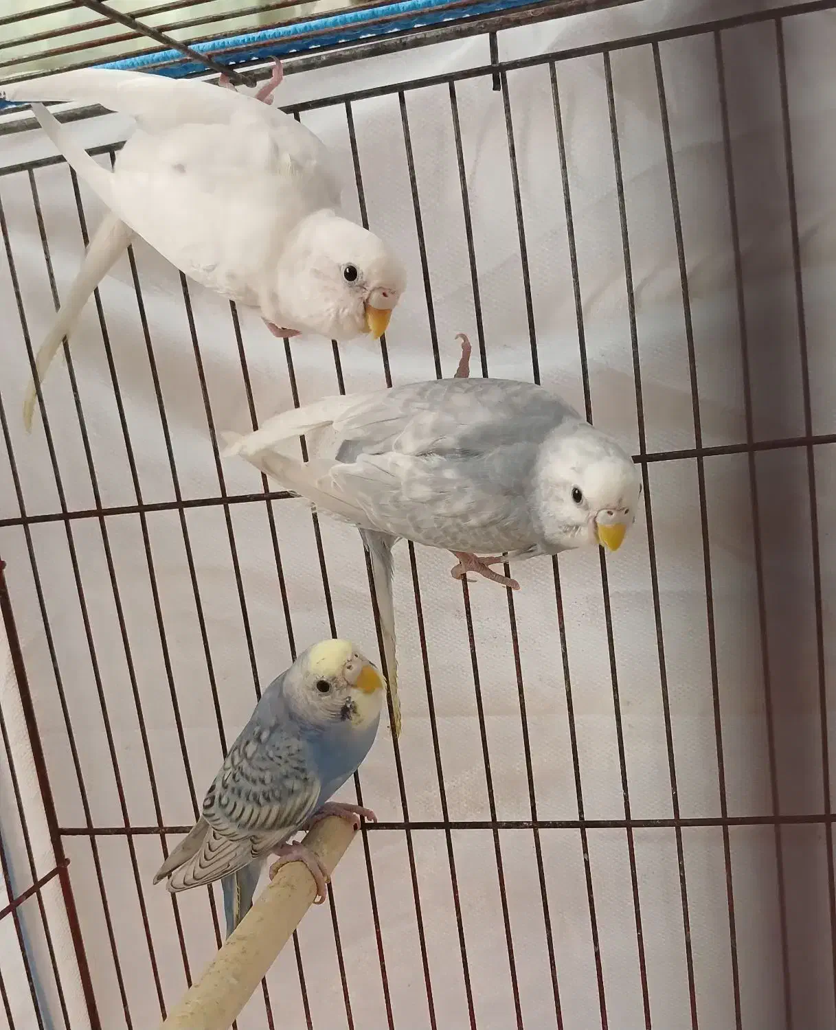 مرغ عشق رینبو|پرنده|رودسر, |دیوار