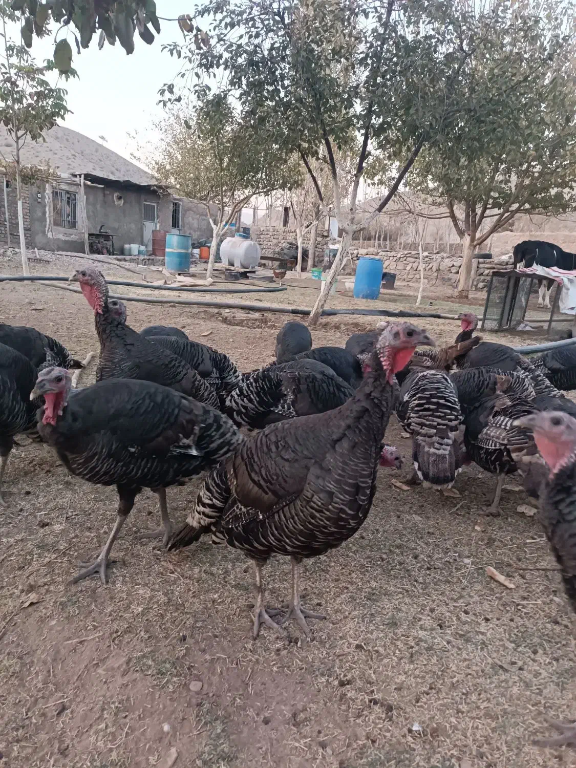 بوقلمون نر و ماده|حیوانات مزرعه|جاجرود, |دیوار