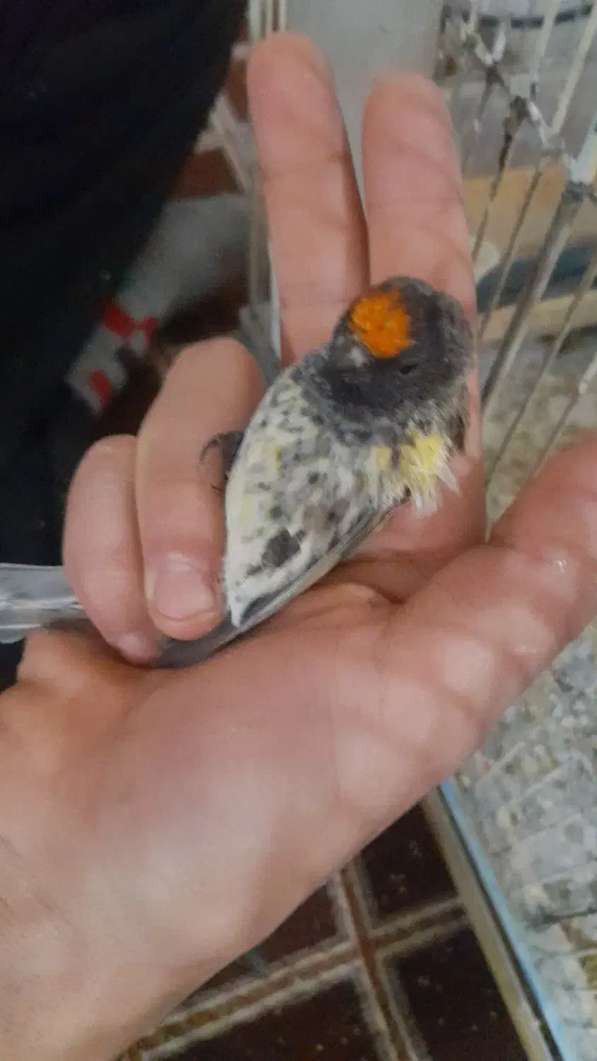 سهر دهن دار|پرنده|دورود, |دیوار