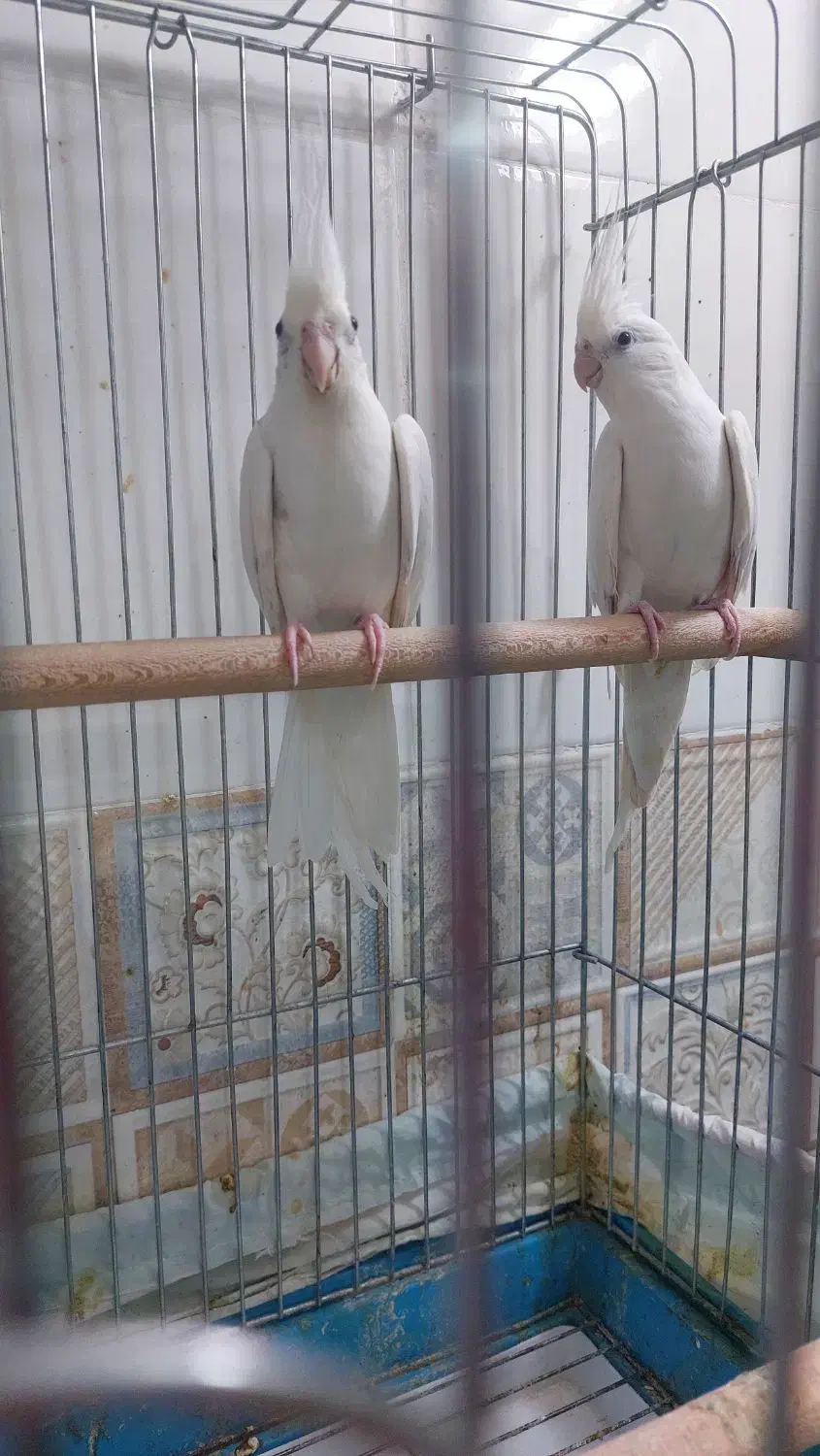 عروس هلندی البینو|پرنده|مهران (ایلام), |دیوار