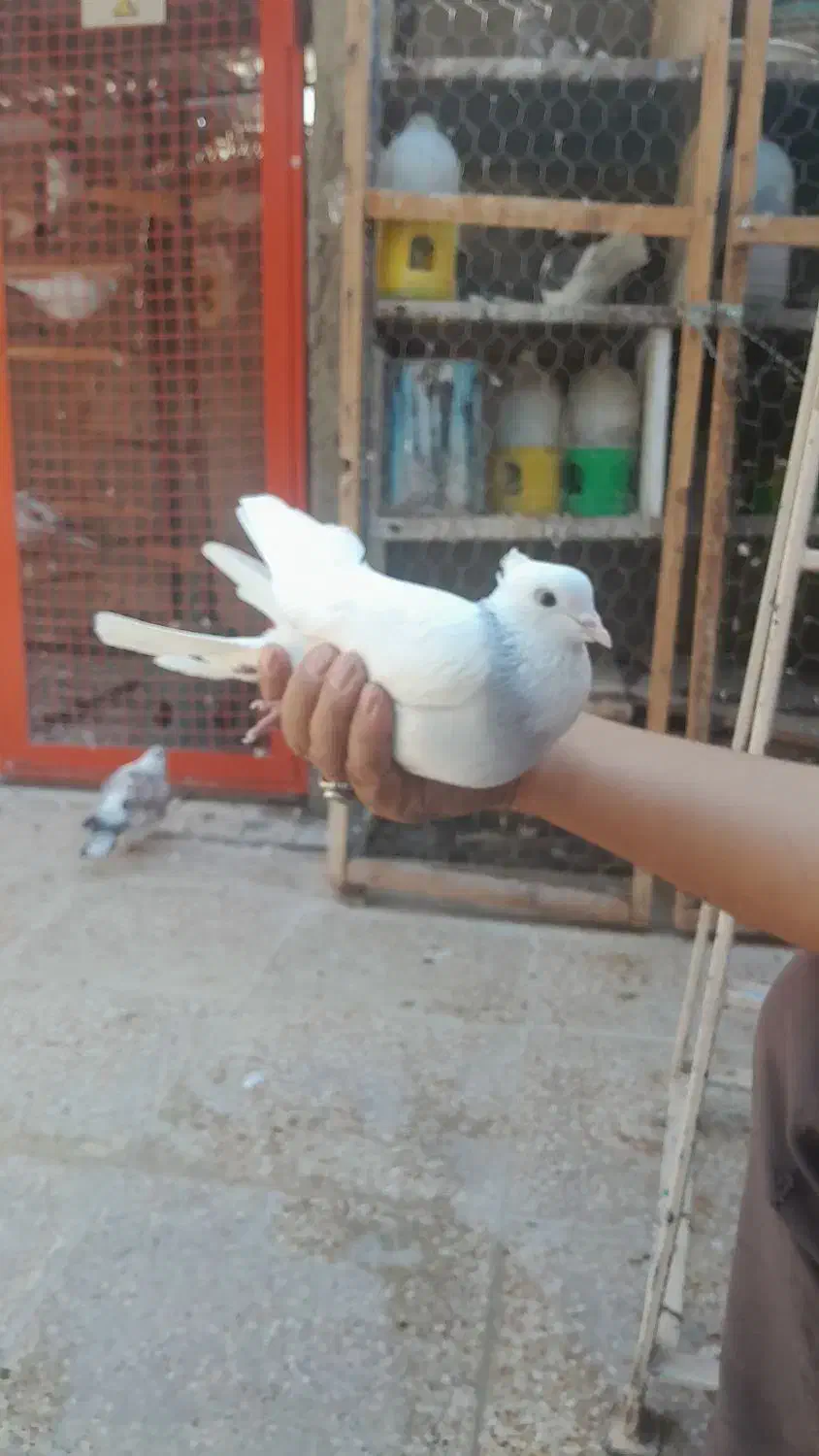 طوقی ابی|پرنده|بهارستان, |دیوار