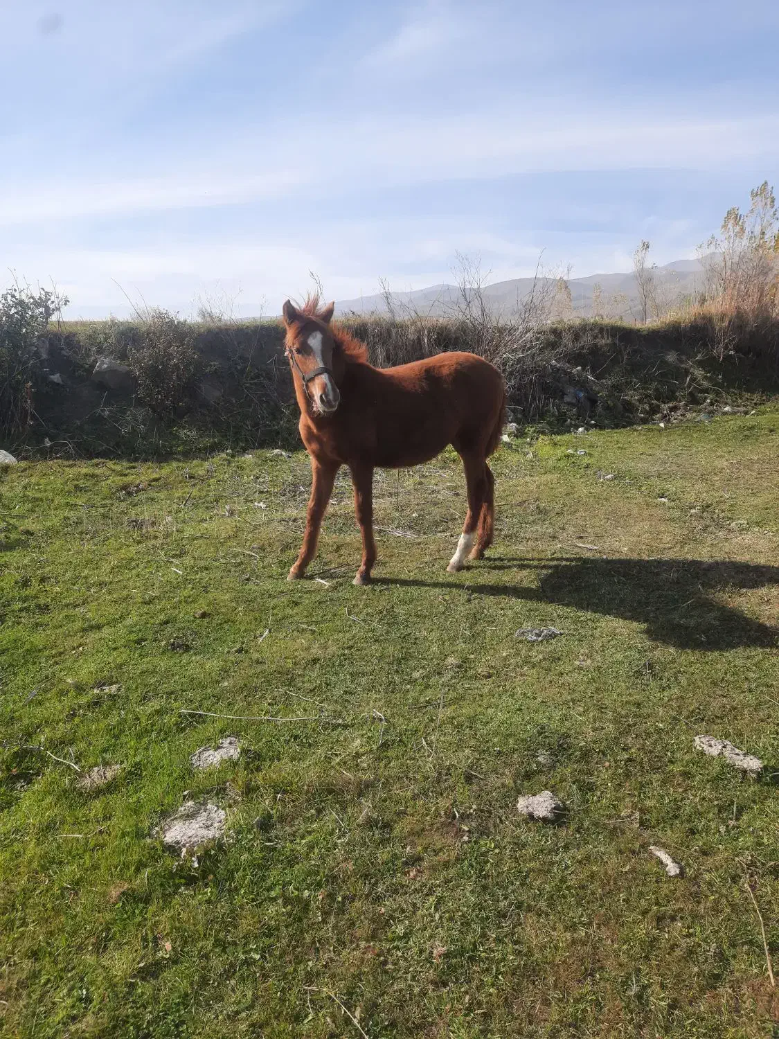 کره ماده ۵ ماهه اصیل|اسب و تجهیزات اسب‌سواری|اردبیل, |دیوار