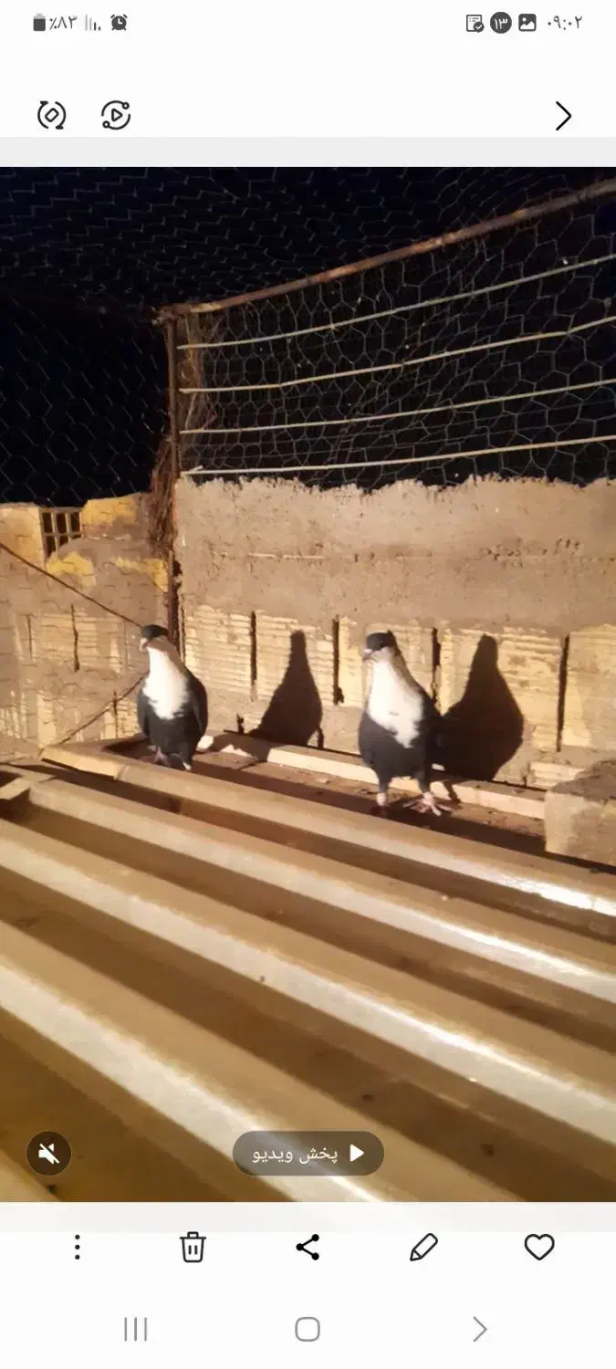 یک جفت سیاه سیندق|پرنده|رفسنجان, |دیوار