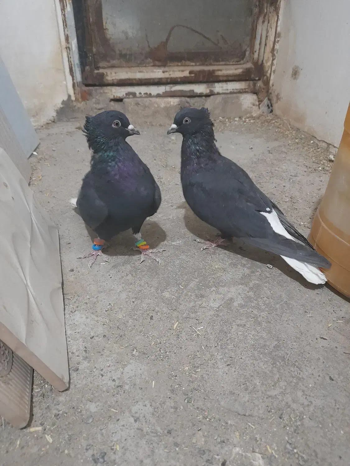 کفتر|پرنده|سبزوار, جنت|دیوار