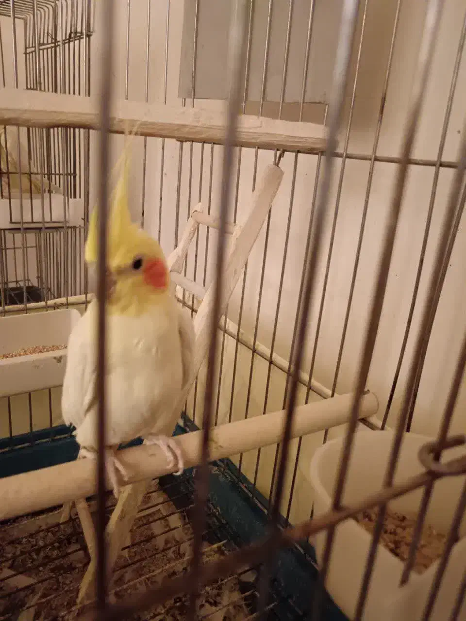 نر لوتینو آماده|پرنده|بیرجند, |دیوار