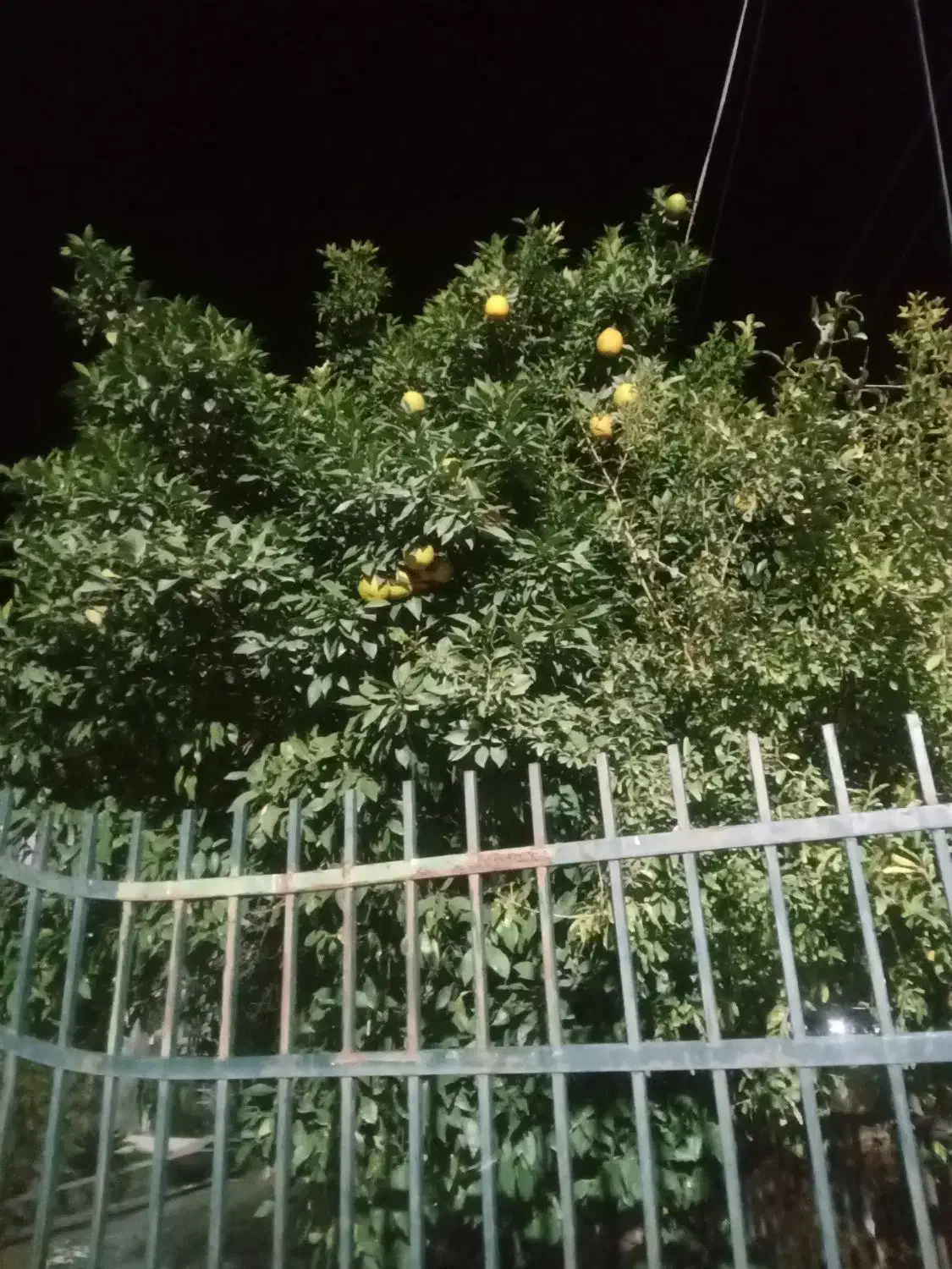 نارنج تازه|خوردنی و آشامیدنی|کردکوی, |دیوار