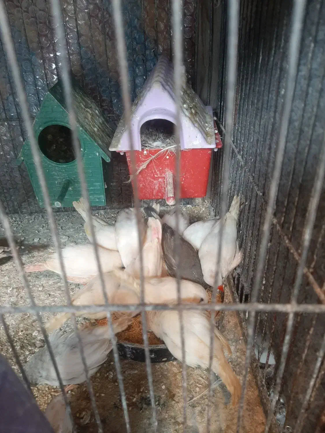 فنج|پرنده|اردبیل, |دیوار