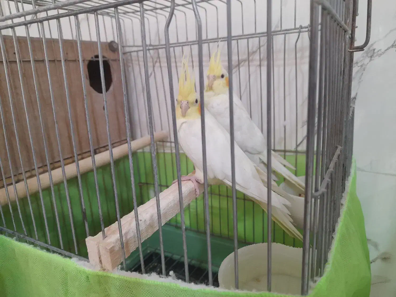 چند تا عروس هلندی ویک جفت فنچ|پرنده|زنجان, |دیوار