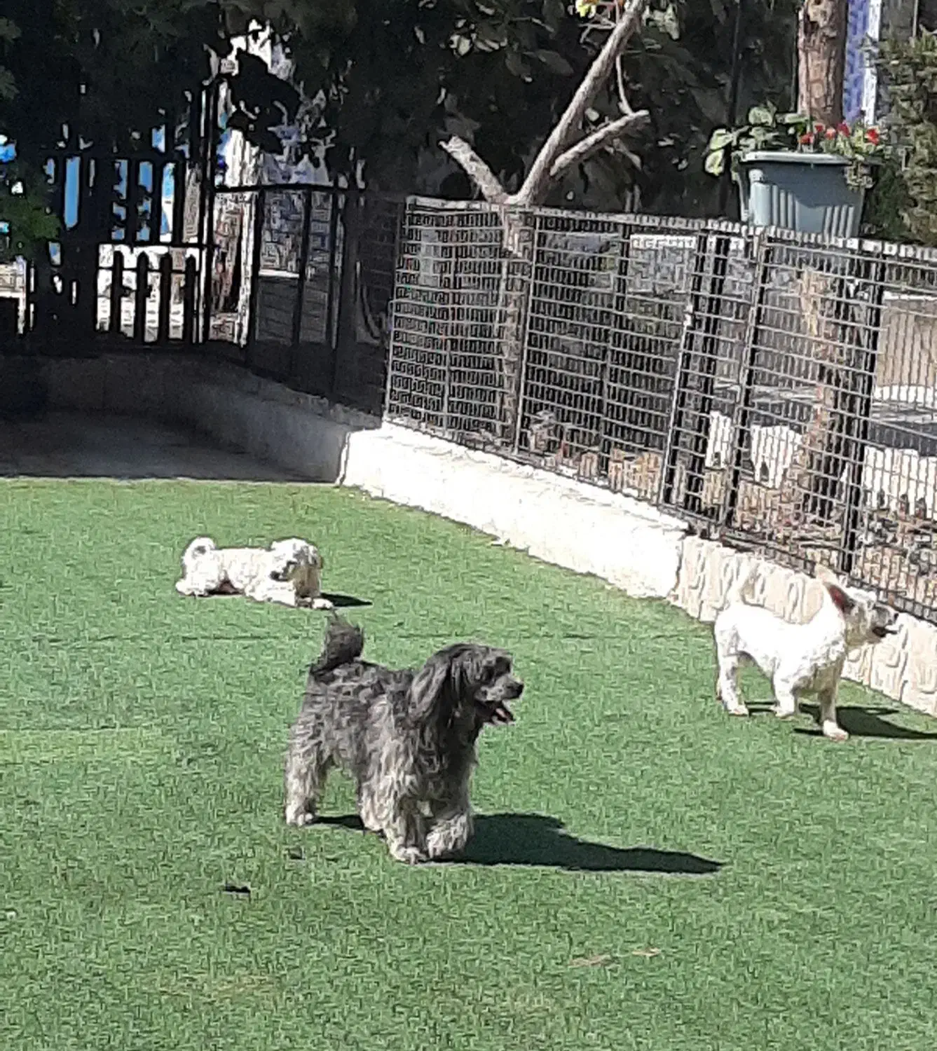 پانسیون سگ و گربه VIP|خدمات پیشه و مهارت|شهریار, شهریار|دیوار