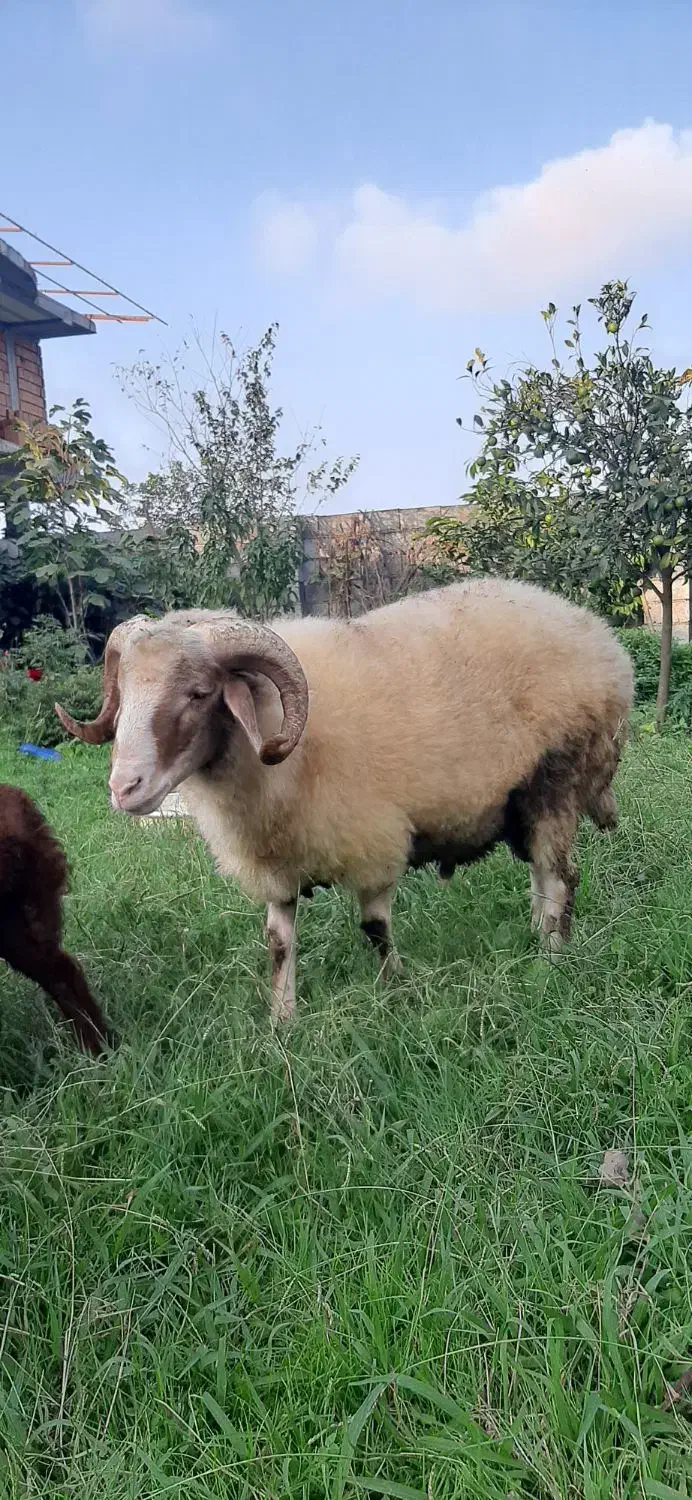 بره نر گوشتی|حیوانات مزرعه|نوشهر, |دیوار