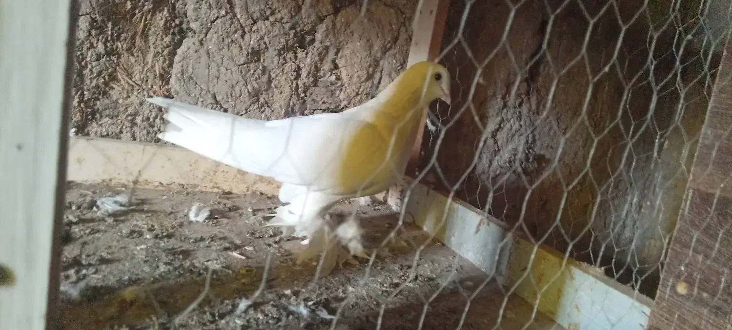 گفت. طوقی|پرنده|ویلکیج, |دیوار