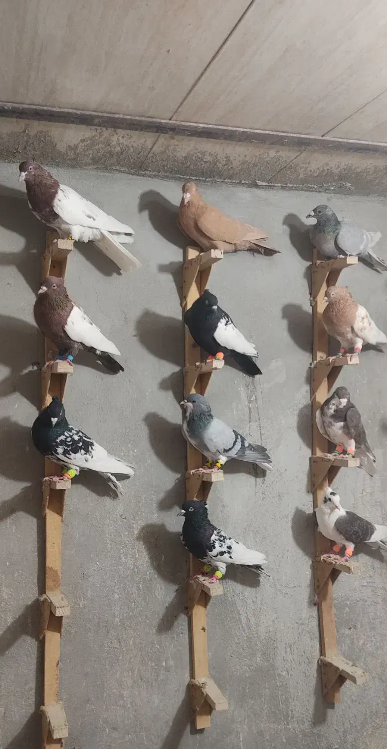 کبوتر فروشی|پرنده|شیراز, سهل‌آباد|دیوار