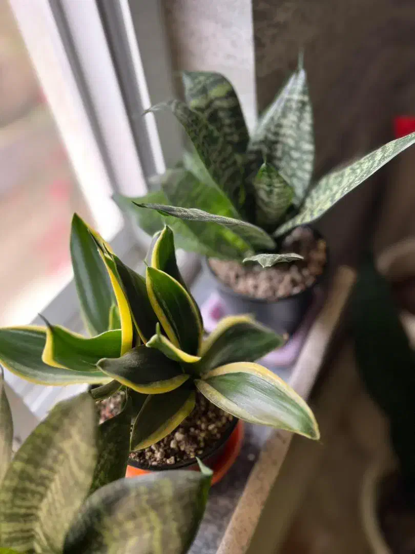 انواع گل های آپارتمانی|گل و گیاه طبیعی|رحیم‌آباد, |دیوار