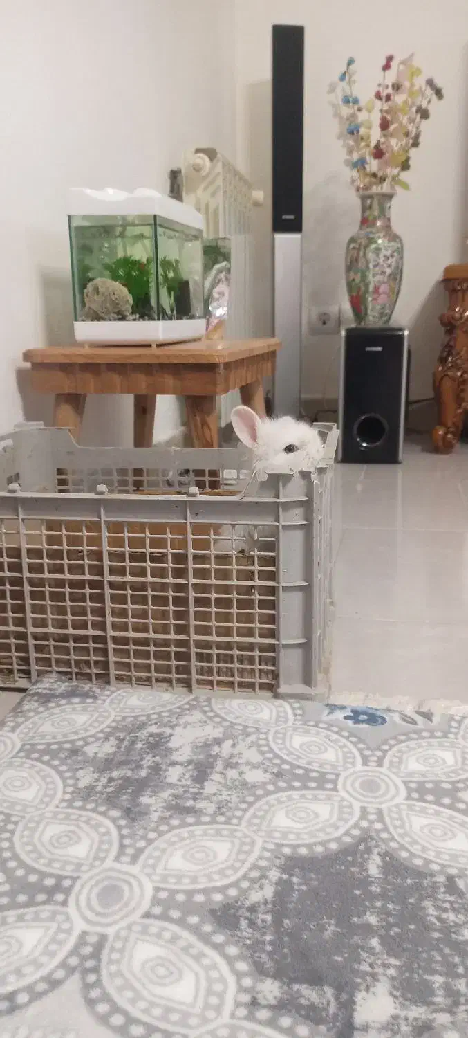 خرگوش لوپ|موش و خرگوش|پاکدشت, شهرک امام رضا|دیوار