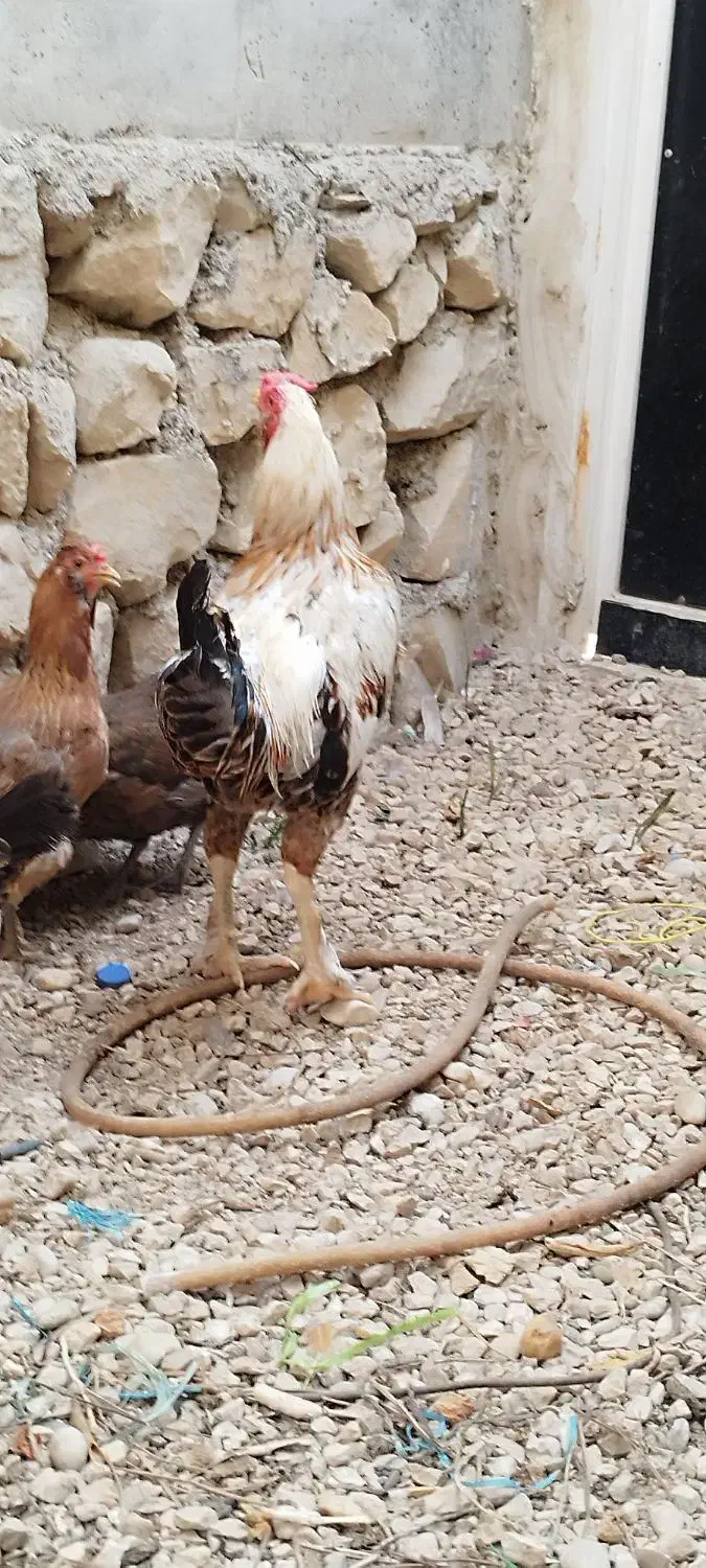 دو مرغ محلی  ویک خورس لاری|حیوانات مزرعه|برازجان, |دیوار