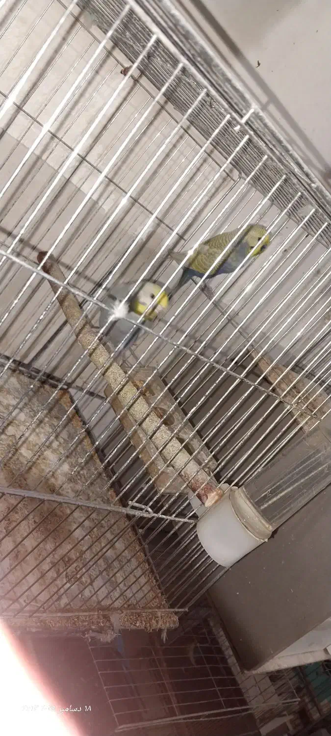 مرغ عشق رینبو با جوجه|پرنده|کرمان, |دیوار