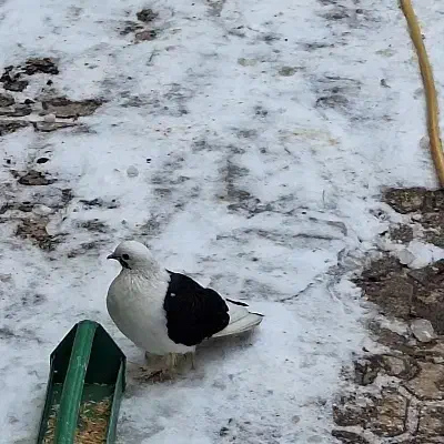 کبوتر پاپری|حراج|قوچان, |دیوار