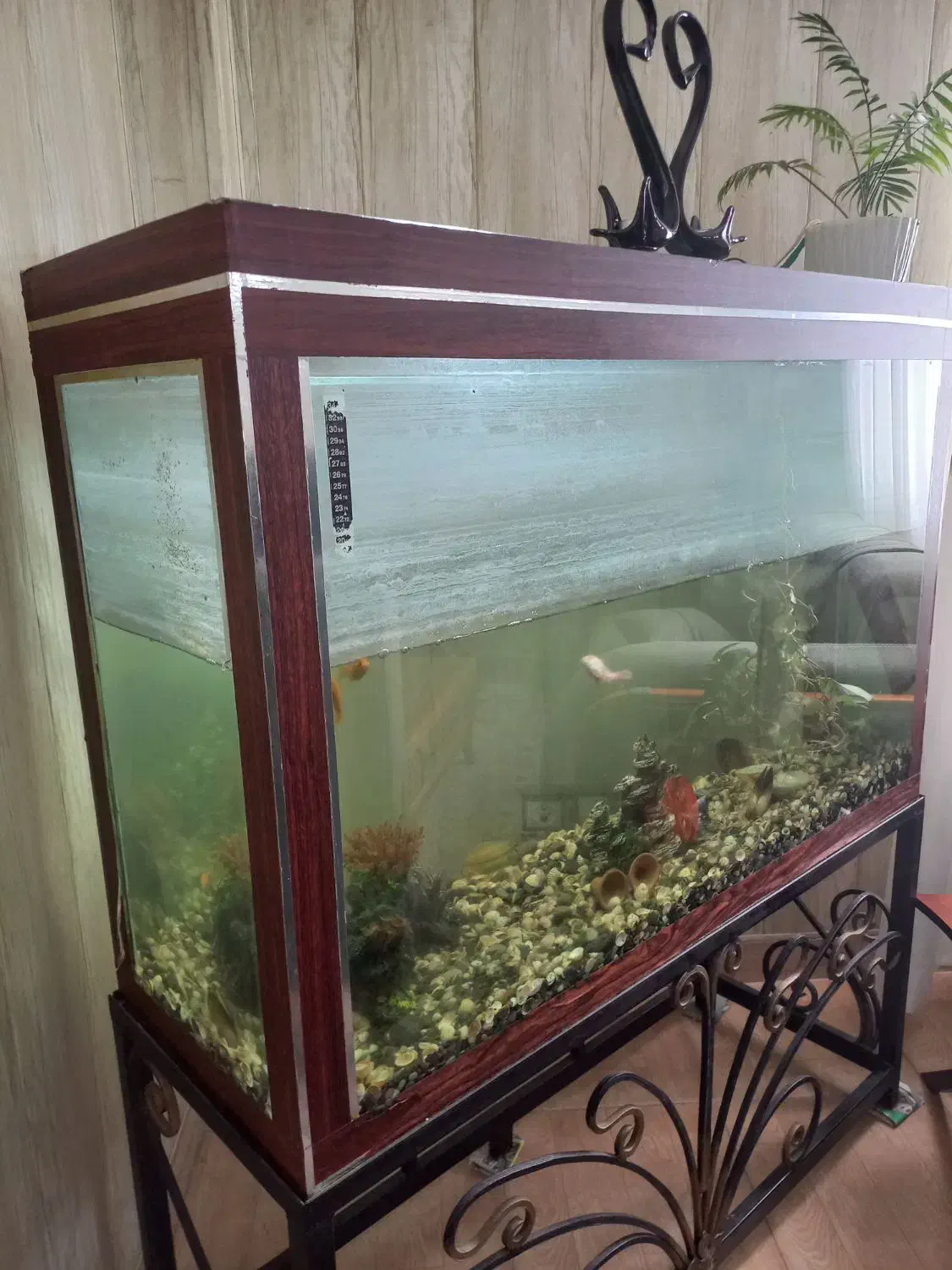 فروش آکواریوم|ماهی|هادی شهر, |دیوار