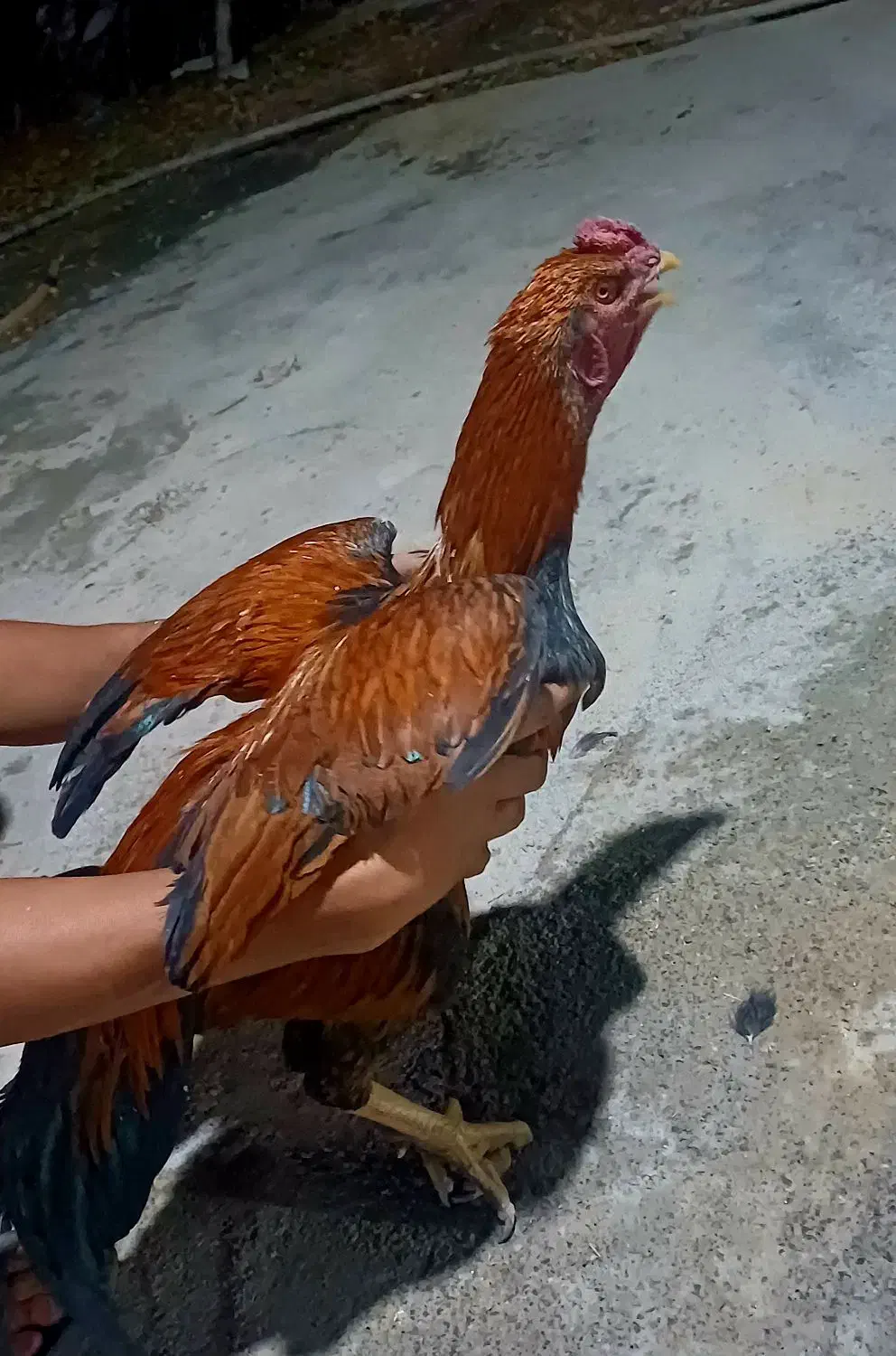 خروس و جوجه لاری افغانی|حیوانات مزرعه|فیروزآباد (لرستان), |دیوار