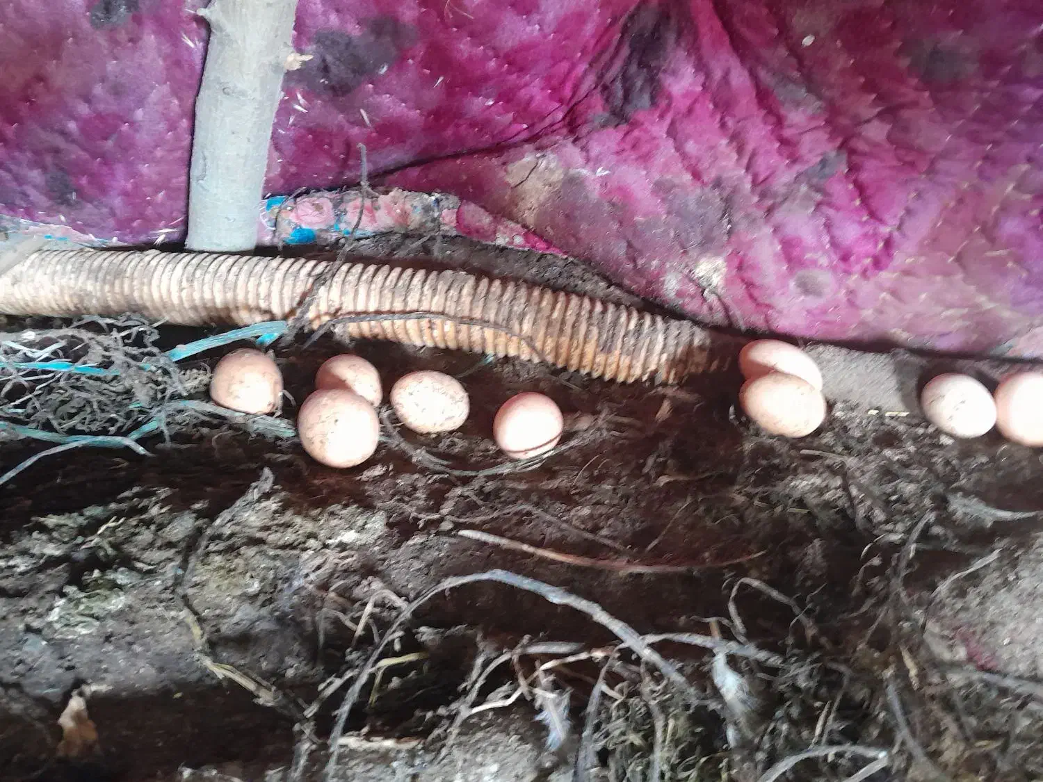 تخم مرغ|خزنده|زنجان, |دیوار