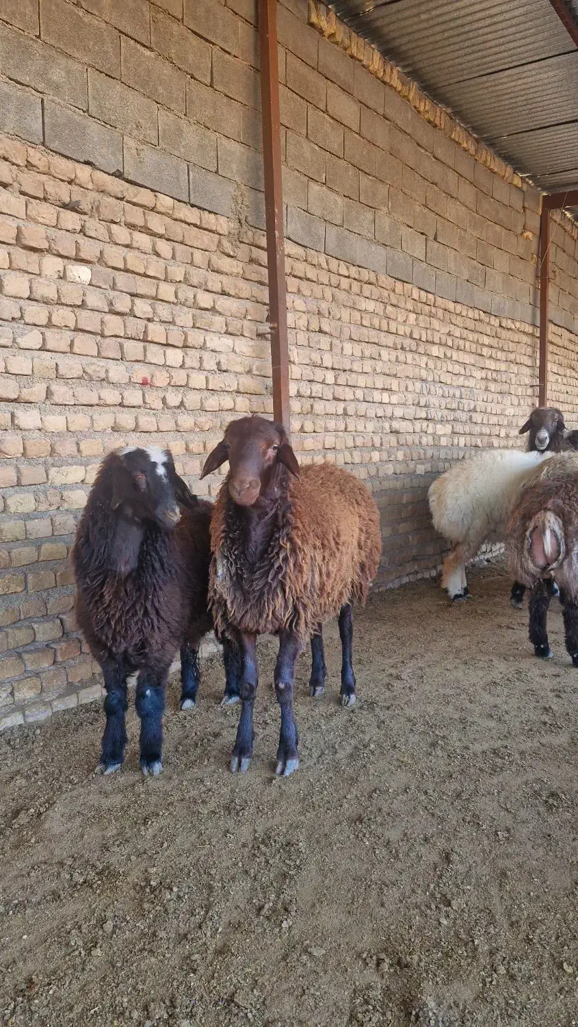 بره نر همو|حیوانات مزرعه|شیروان (خراسان), |دیوار